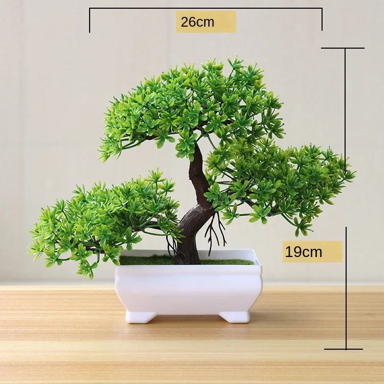 Yungso Bonsai Tree